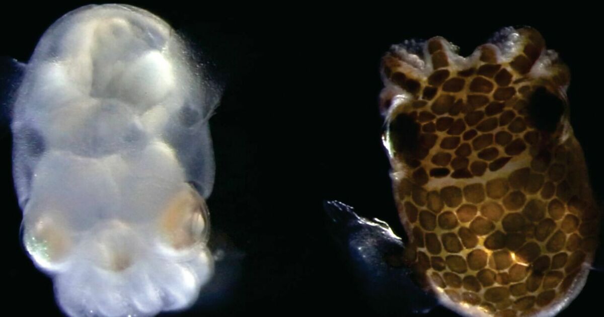 How scientists engineered a transparent octopus with its brain in plain sight